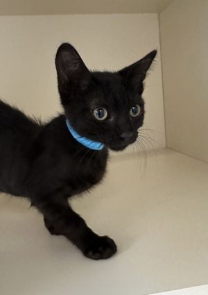 Primary Color Black Weight 26lbs Age 0yrs 3mths 0wks Animal has been Neutere