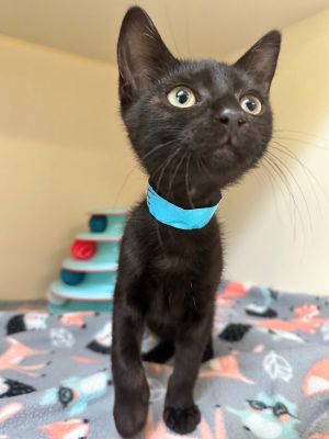 Primary Color Black Weight 26lbs Age 0yrs 3mths 1wks Animal has been Neutered