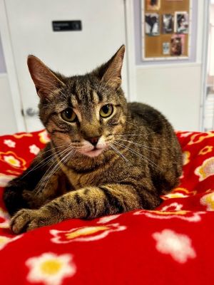 Primary Color Brown Tabby Weight 95lbs Age 8yrs 0mths 1wks Animal has been N