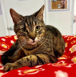 Hi Im Romeo - a total sweetheart with a soft spot for headbutts and quiet comp