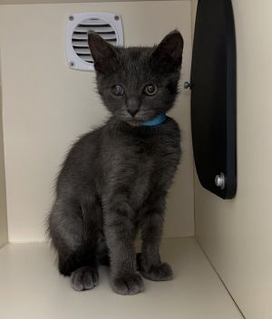 Primary Color Grey Weight 31lbs Age 0yrs 3mths 0wks Animal has been Spayed