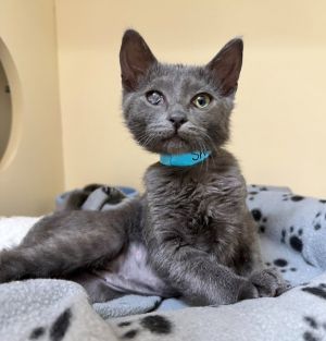 Primary Color Grey Weight 31lbs Age 0yrs 3mths 2wks Animal has been Spayed