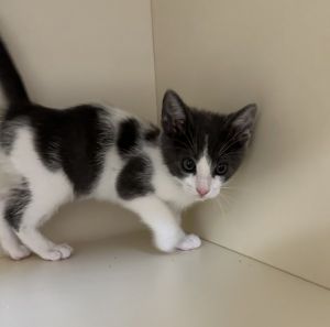 Primary Color Whitegrey Weight 2lbs Age 0yrs 0mths 9wks Animal has been Neut