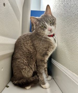 Hi Im Pluto The shelter is a little overwhelming for me - all the noise new 