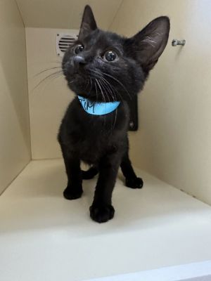 Primary Color Black Weight 29lbs Age 0yrs 3mths 0wks Animal has been Neutere