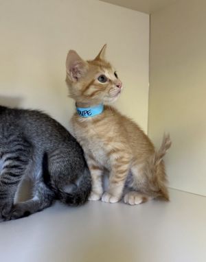 Primary Color Orange Tabby Weight 207lbs Age 0yrs 0mths 9wks Animal has been
