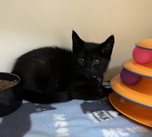 Primary Color Black Weight 2lbs Age 0yrs 0mths 9wks Animal has been Neutered