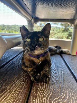 Hi there Im Penelope Im a 6-month-old tortoiseshell with a ton of personalit