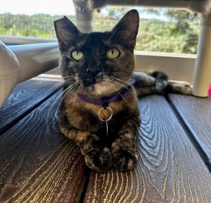 Hi there Im Penelope Im a 6-month-old tortoiseshell with a ton of personality packed into a smal