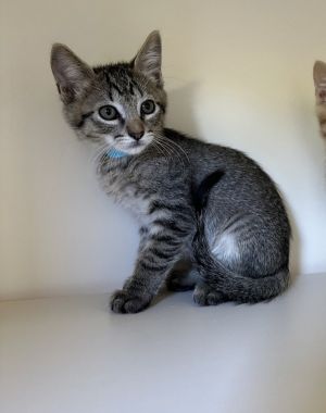 Primary Color Brown Secondary Color Ticked Tabby Weight 23lbs Age 0yrs 0mth