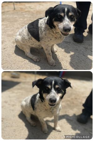 21741- Orca, Adult Male Australian Cattle Dog / Blue Heeler