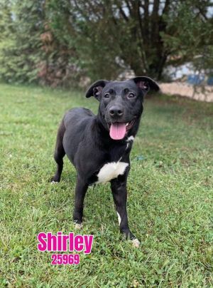 Shirley Labrador Retriever Dog