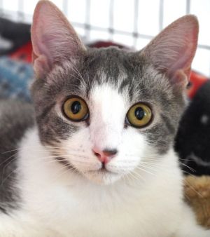 Applegate, Baby Male Domestic Short Hair
