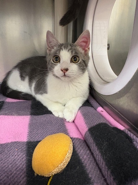 Applegate, an adoptable Domestic Short Hair in Grants Pass, OR, 97526 | Photo Image 2