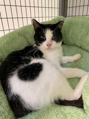 Sampson, Adult Male Tuxedo