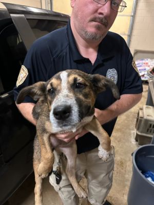 Fortner, Baby Female Hound