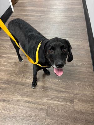 Rulo, Adult Male Labrador Retriever