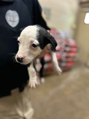Darth, Baby Male Border Collie