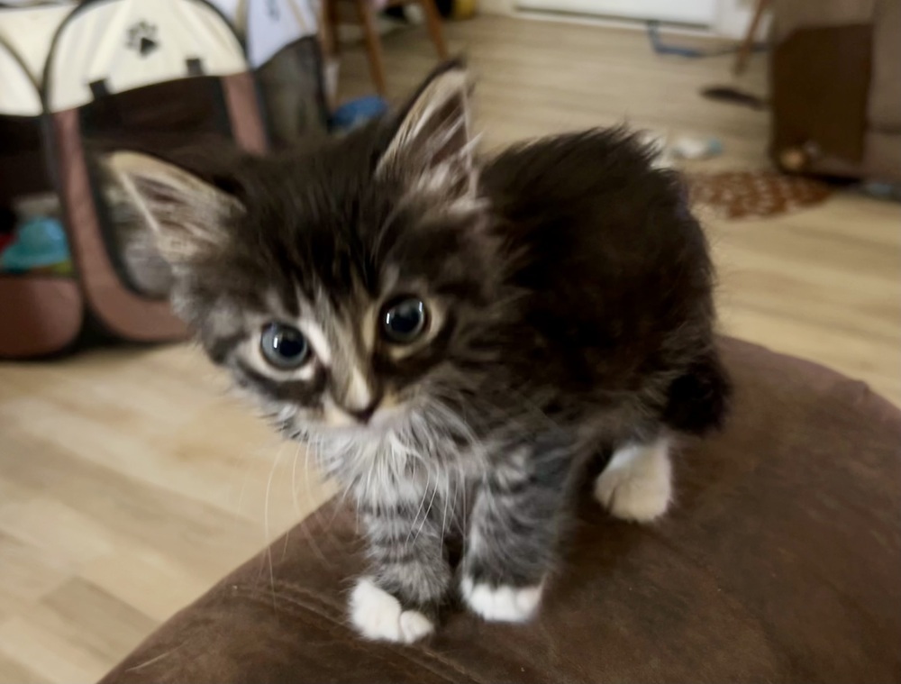 Charolette, an adoptable Domestic Medium Hair, Domestic Short Hair in Moses Lake, WA, 98837 | Photo Image 1