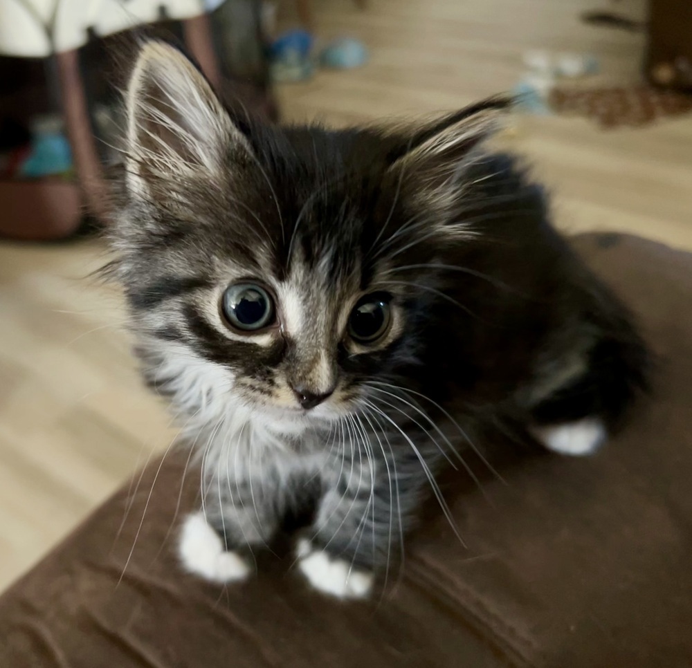 Charolette, an adoptable Domestic Medium Hair, Domestic Short Hair in Moses Lake, WA, 98837 | Photo Image 2