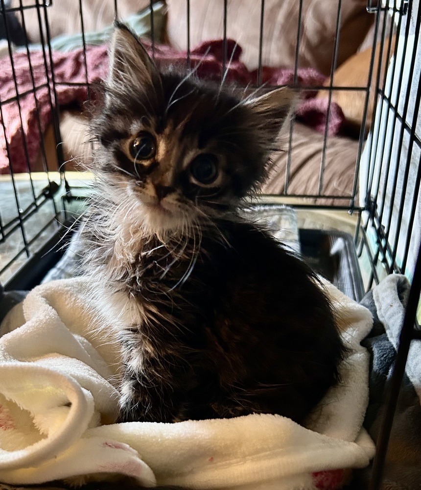 Charolette, an adoptable Domestic Medium Hair, Domestic Short Hair in Moses Lake, WA, 98837 | Photo Image 3