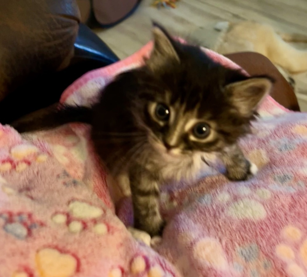Charolette, an adoptable Domestic Medium Hair, Domestic Short Hair in Moses Lake, WA, 98837 | Photo Image 4