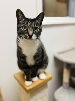 Lucky Bean, Adult Female Domestic Short Hair
