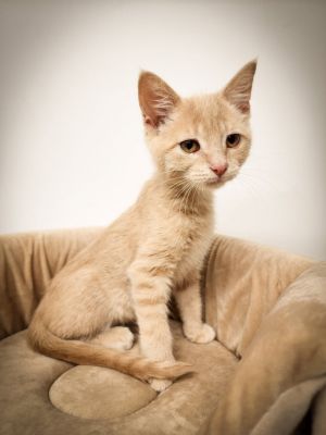 Lucious, Baby Male Domestic Short Hair
