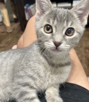 Blossom, Baby Female Domestic Short Hair