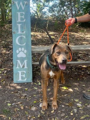 Mufasa, Young Male Terrier