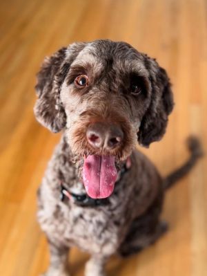 Sylvester/Alfie Poodle Dog