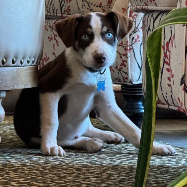 Roscoe Duke Hazard thumbnail 2
