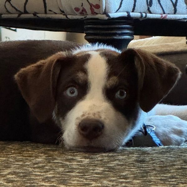 Roscoe Duke Hazard thumbnail 3