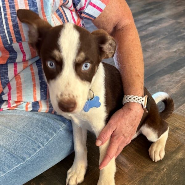 Roscoe Duke Hazard thumbnail 5