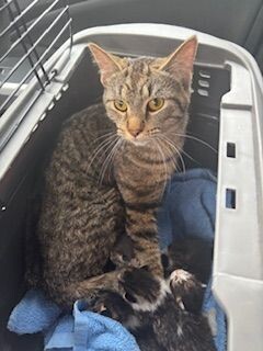 Mao, Adult Female Domestic Short Hair