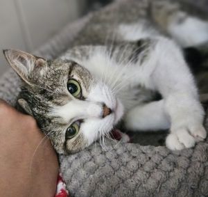 Pinball, Young Female Domestic Short Hair