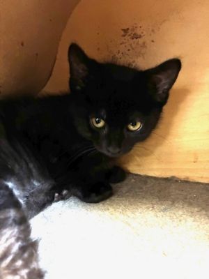 Aqua, Baby Male Domestic Short Hair