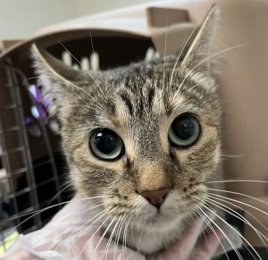 Leah Domestic Short Hair Cat