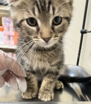 Primary Color Brown Tabby Weight 24375lbs Age 0yrs 0mths 11wks