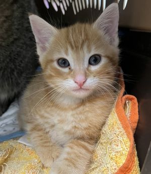Primary Color Orange Tabby Weight 20625lbs Age 0yrs 0mths 8wks
