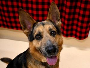 Zeus, Adult Male German Shepherd Dog