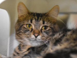 Estrella, Young Female Domestic Medium Hair