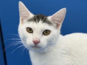 Maci, Baby Female Domestic Short Hair