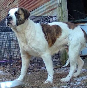 Molly, Adult Female Saint Bernard
