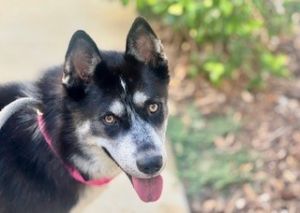 Heidi*, Adult Female Husky