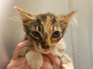 783594, Baby Female Domestic Short Hair