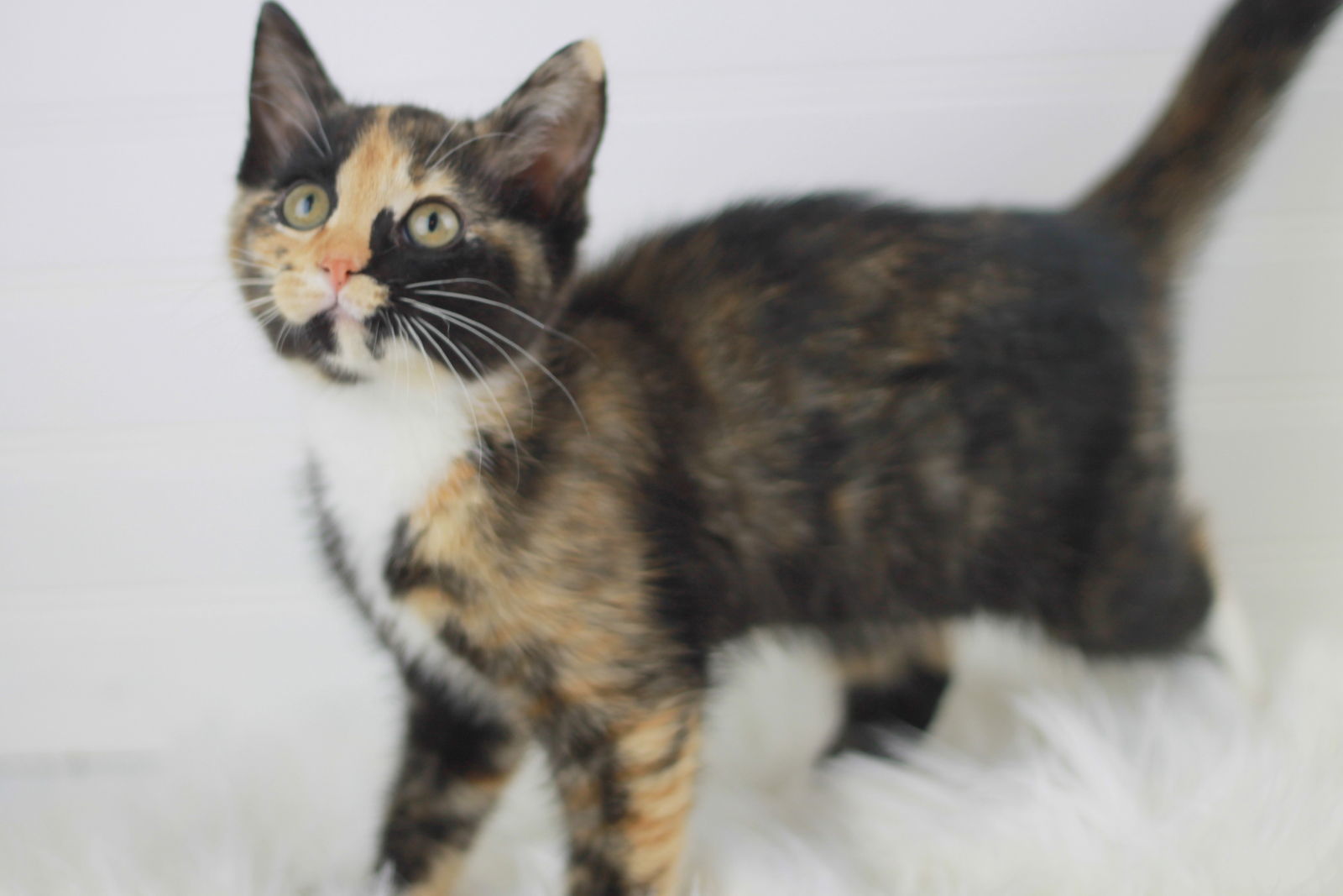 Savannah - SEE ME @ PETCO!