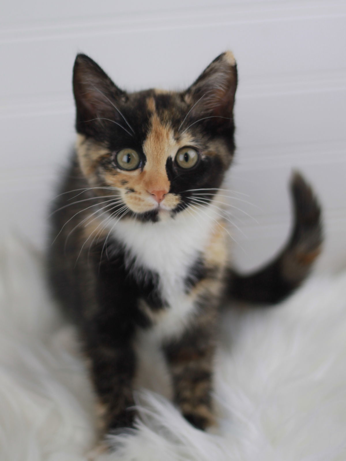 Savannah - SEE ME @ PETCO!