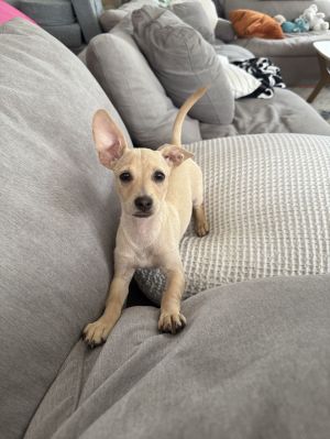 Hamish, Baby Male Terrier