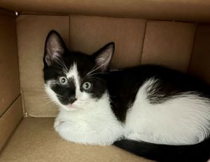 Twix, Baby Female unknown